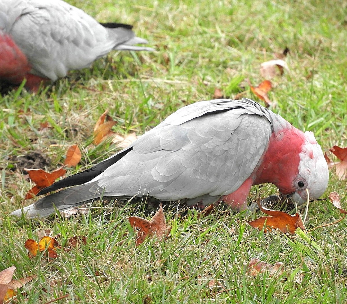 Cacatúa Galah - ML242925221