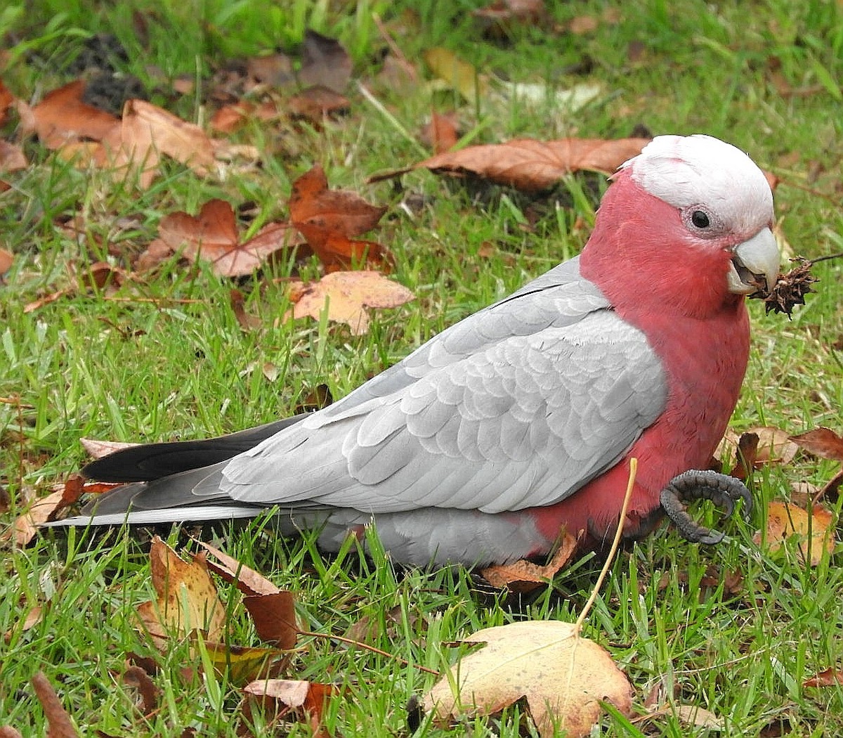 Cacatúa Galah - ML242925231