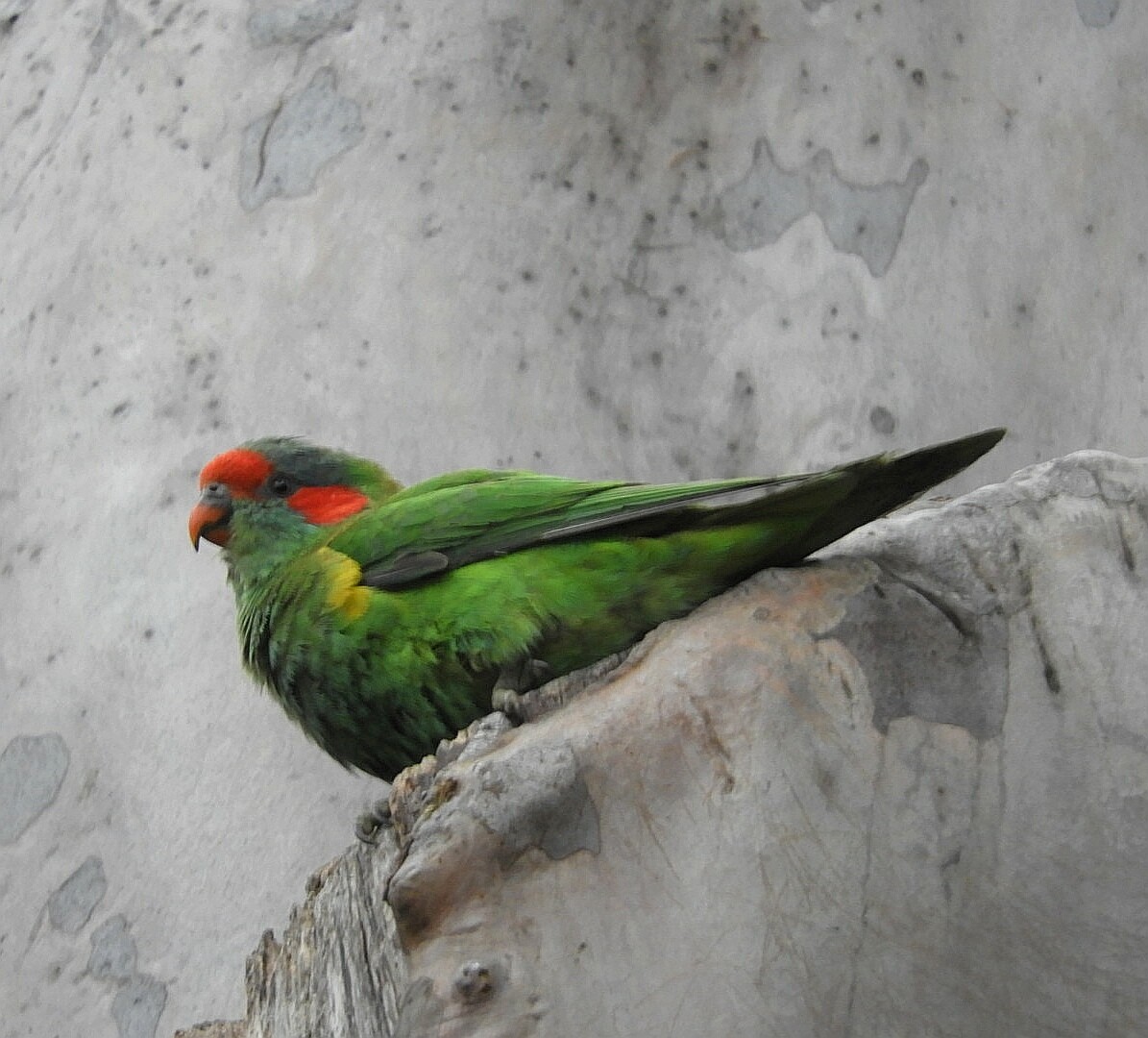 Musk Lorikeet - ML242925241