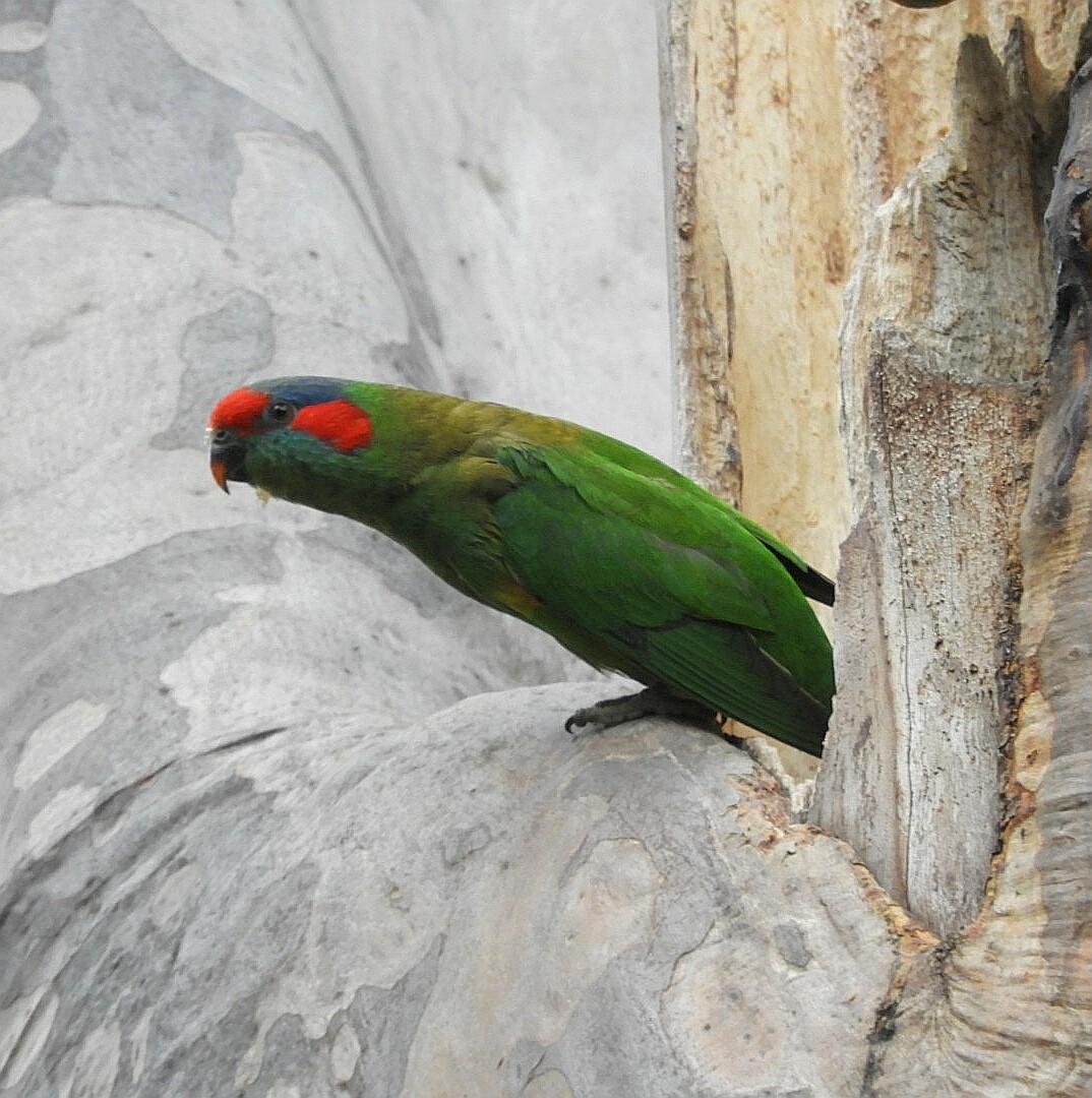 Musk Lorikeet - ML242925261