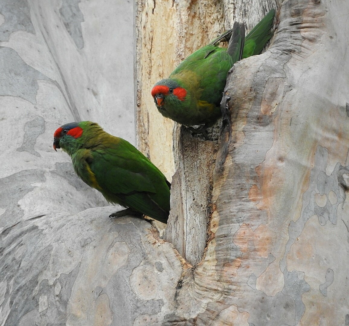 Musk Lorikeet - David Fleming