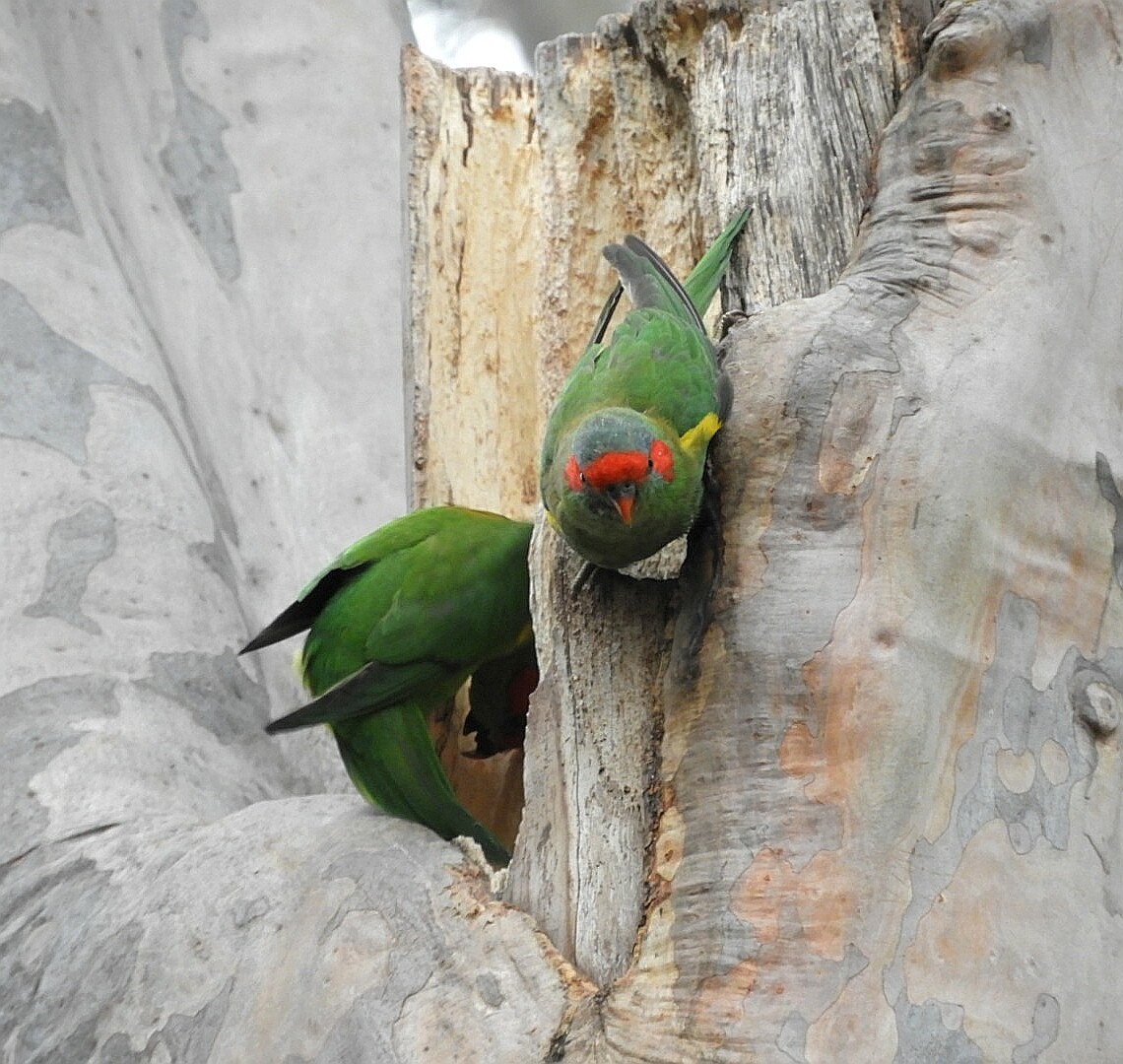 Musk Lorikeet - ML242925291