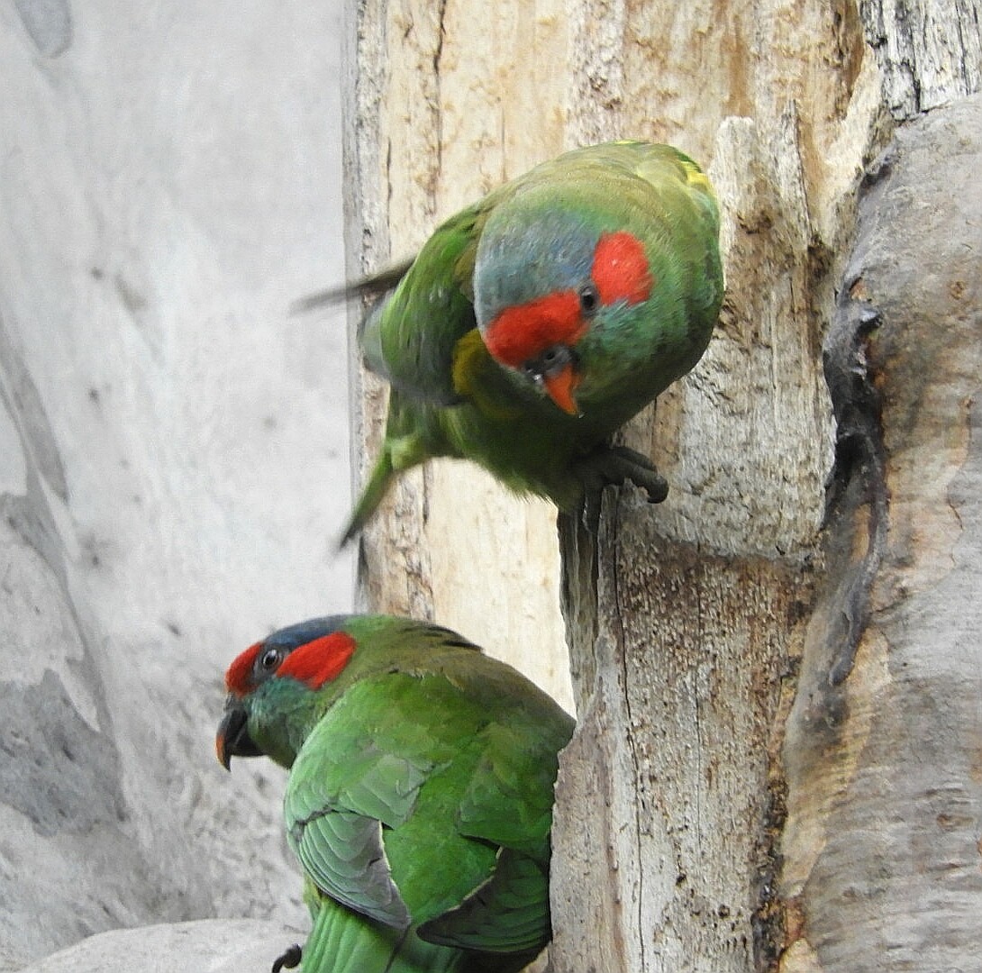 Musk Lorikeet - David Fleming