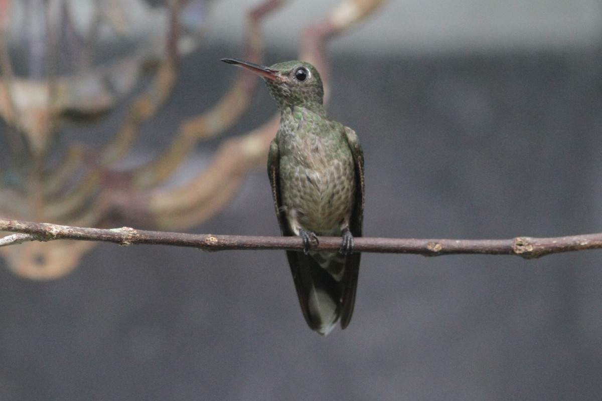 kolibřík skvrnitoprsý [skupina cuvierii] - ML242925381