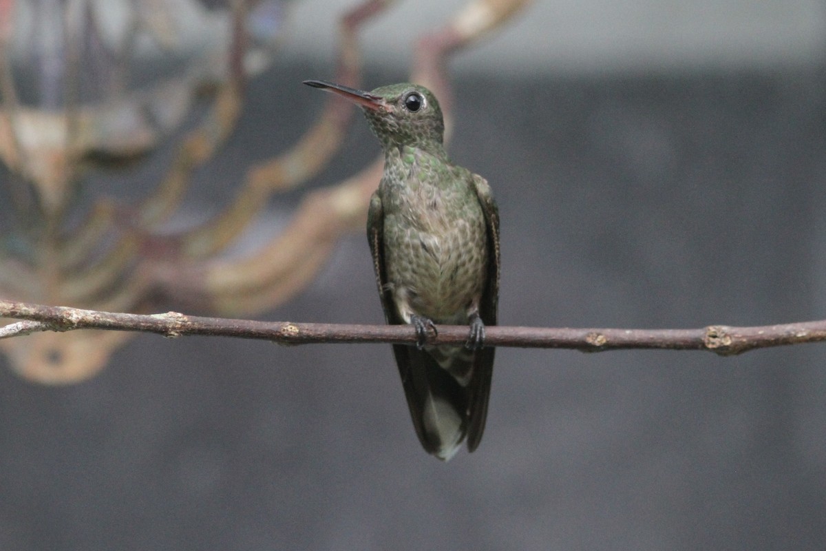 Colibri de Cuvier (groupe cuvierii) - ML242925381