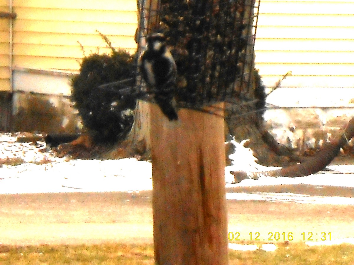 Hairy Woodpecker - ML24292541