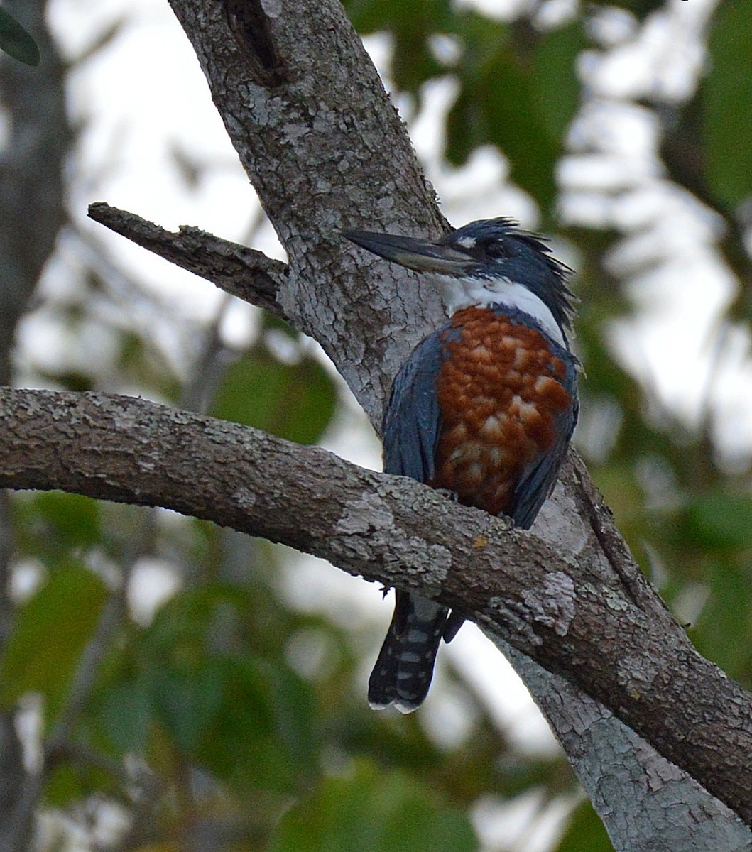 Ringed Kingfisher - ML24292691