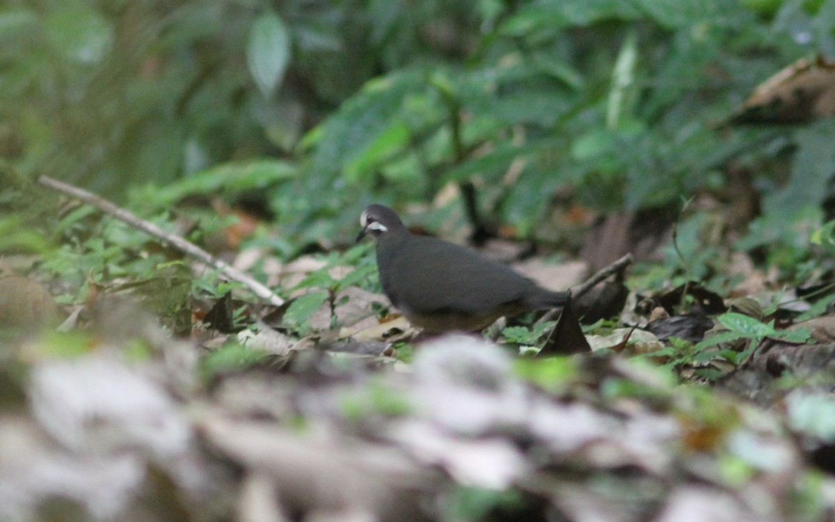 Olive-backed Quail-Dove - ML242927311