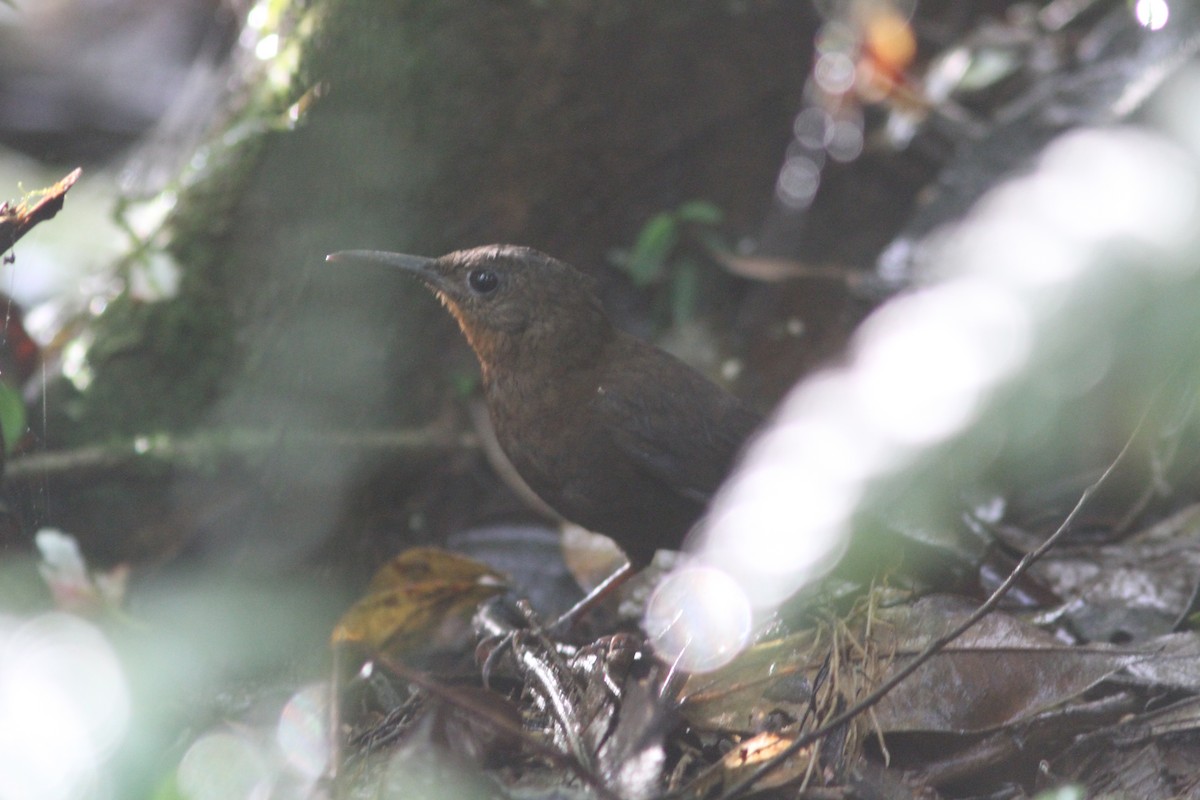 Middle American/South American Leaftosser - ML242928671