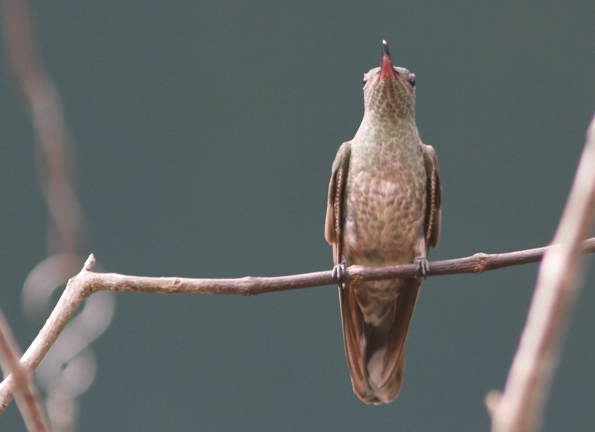 Scaly-breasted Hummingbird (Cuvier's) - Jurgen Beckers