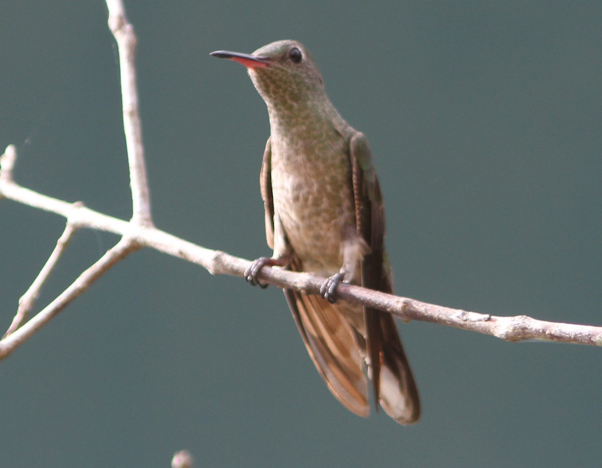 Scaly-breasted Hummingbird (Cuvier's) - ML242930611