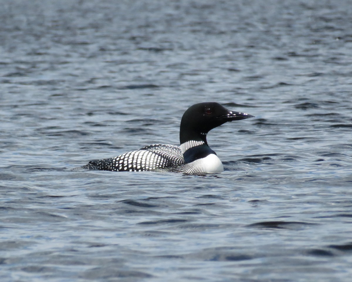 Plongeon huard - ML242931271