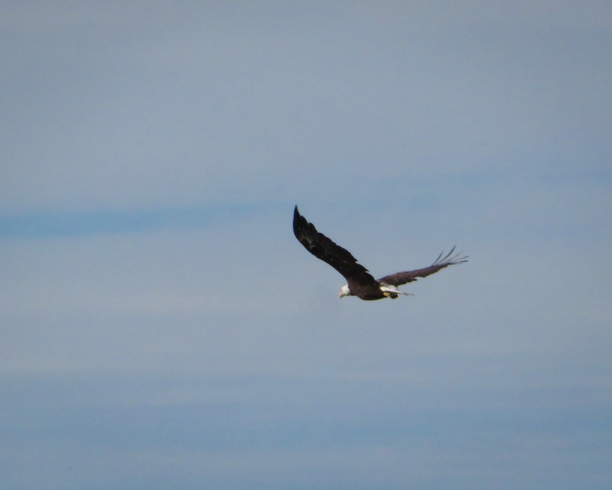 Bald Eagle - ML242931861