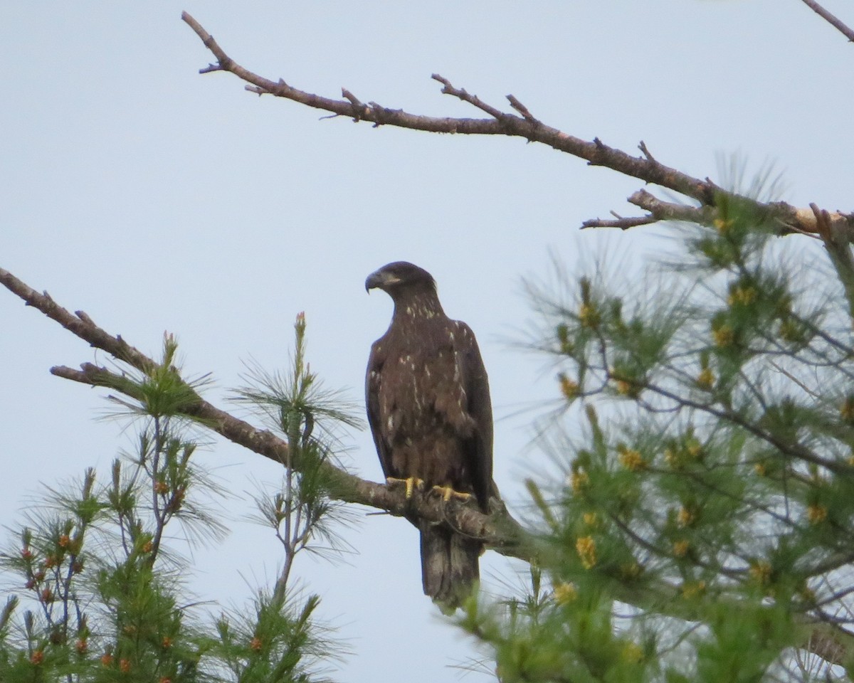 Bald Eagle - ML242931901