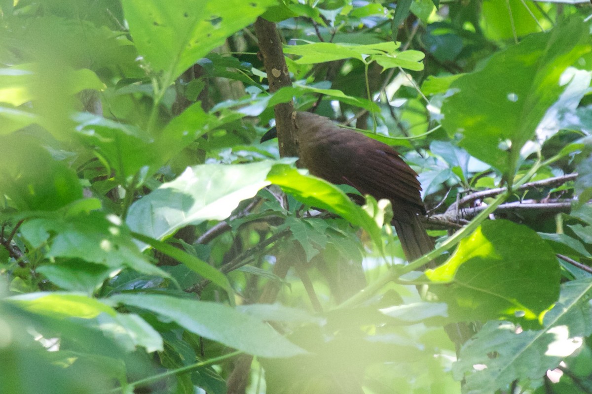 Bay Coucal - ML242932831