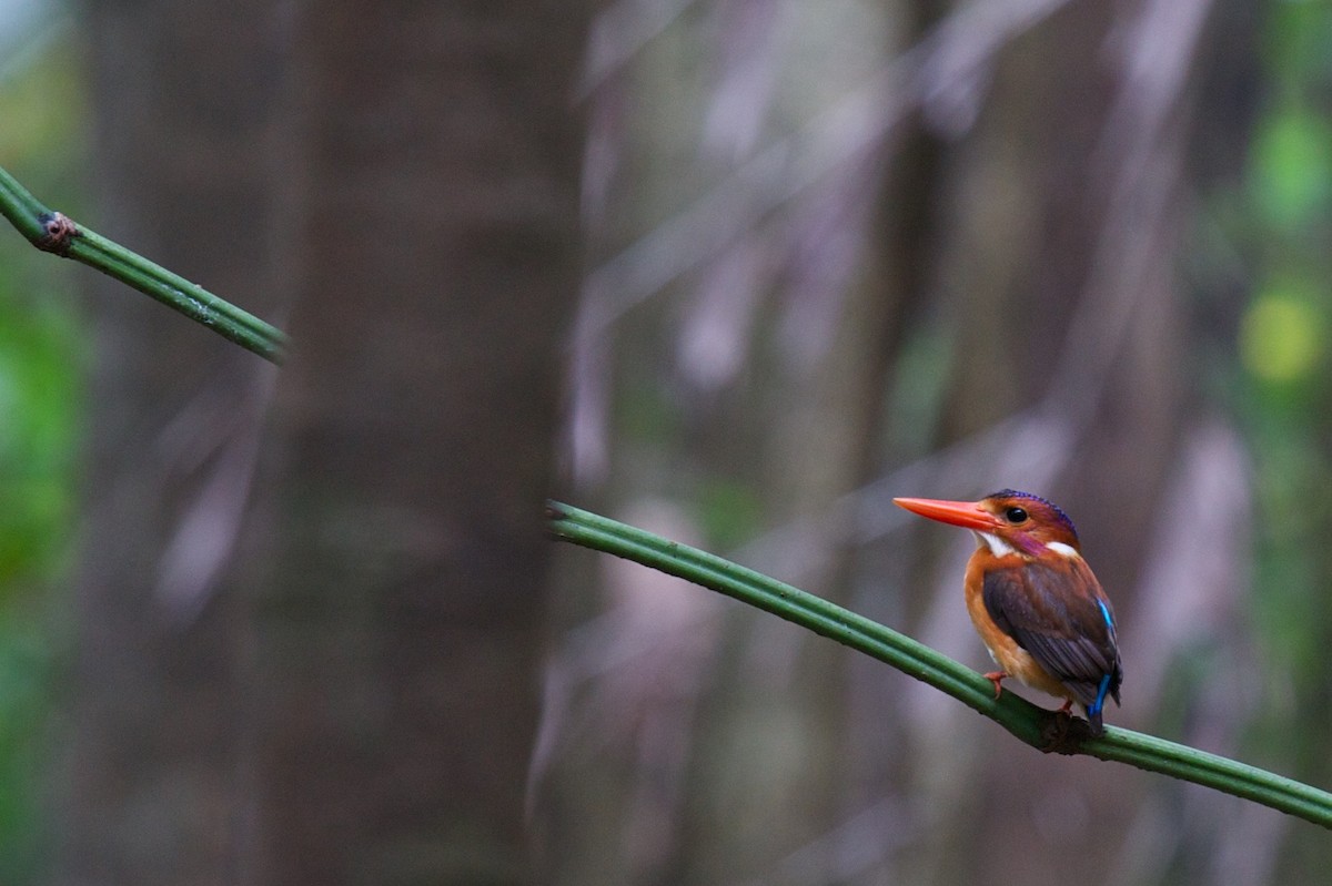 Sulawesi Dwarf-Kingfisher - ML242932891