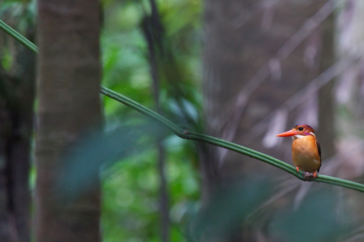 Sulawesi Dwarf-Kingfisher - ML242932901