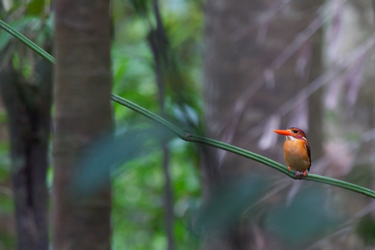 Sulawesi Dwarf-Kingfisher - ML242932911