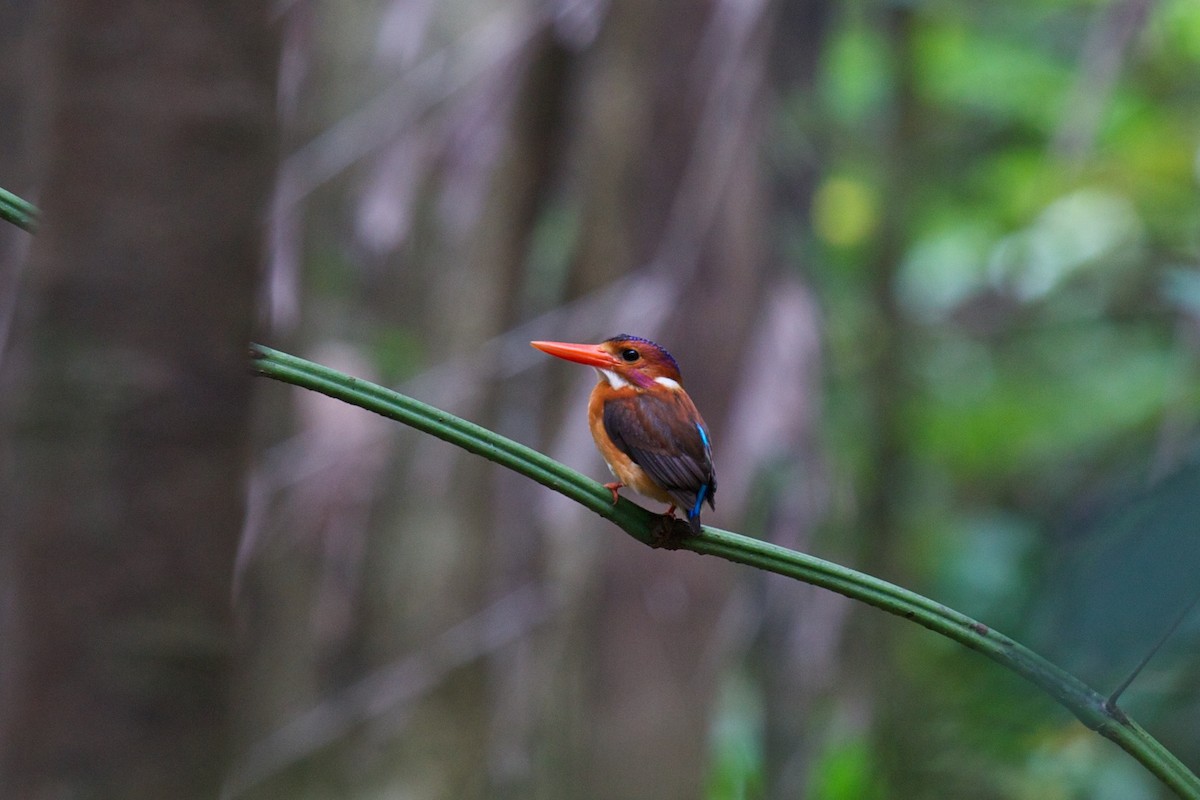 Sulawesi Dwarf-Kingfisher - ML242932921