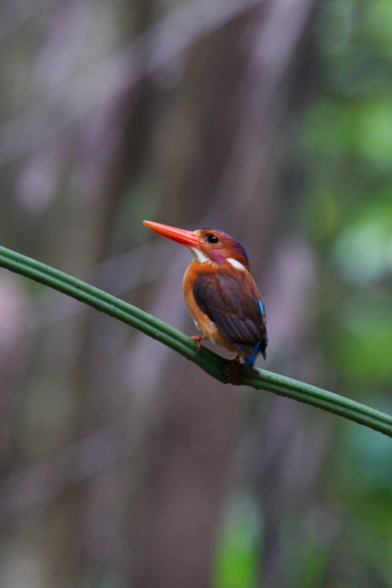Sulawesi Dwarf-Kingfisher - ML242932941
