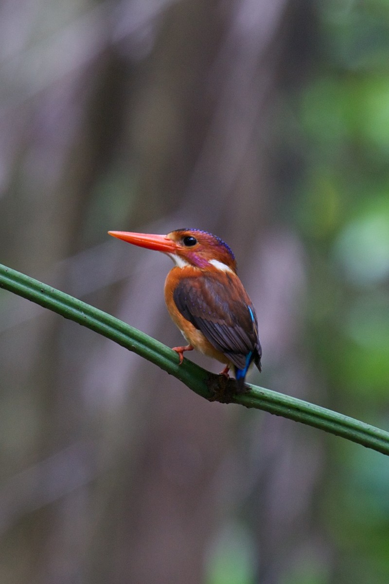 Sulawesi Dwarf-Kingfisher - ML242932961