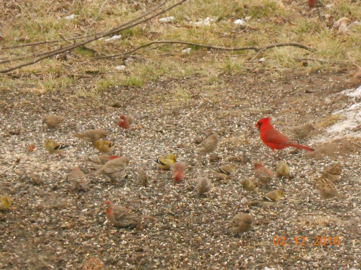 Cardinal rouge - ML24293361
