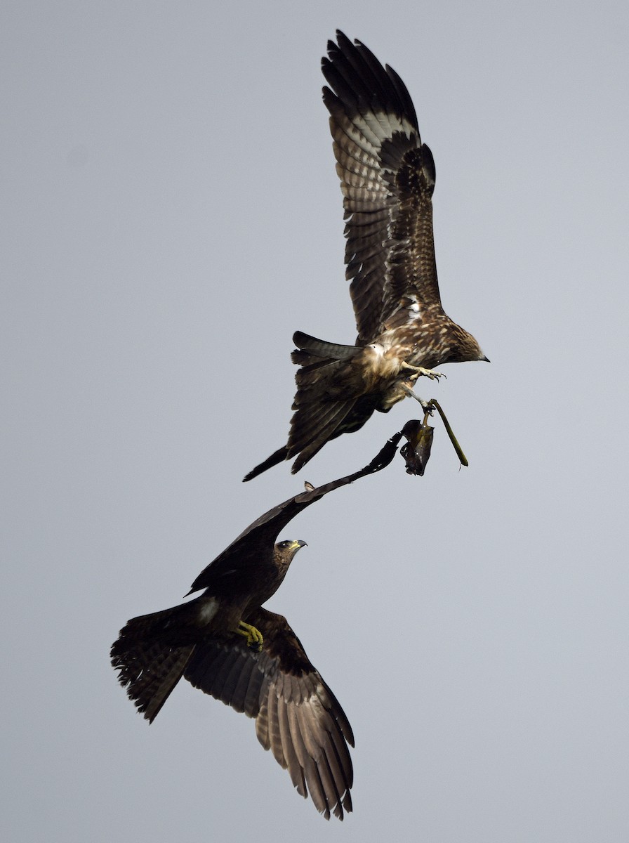 Black Kite - ML242934111