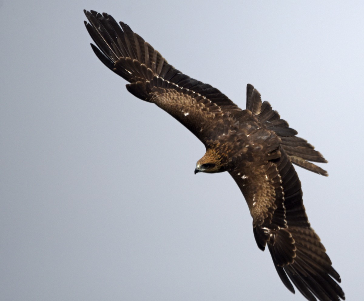 Black Kite - ML242934291