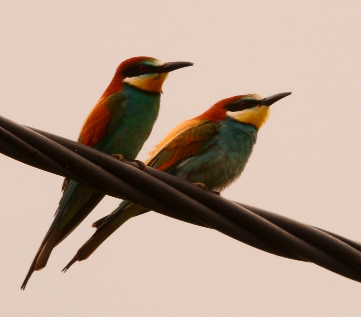 European Bee-eater - ML242936951