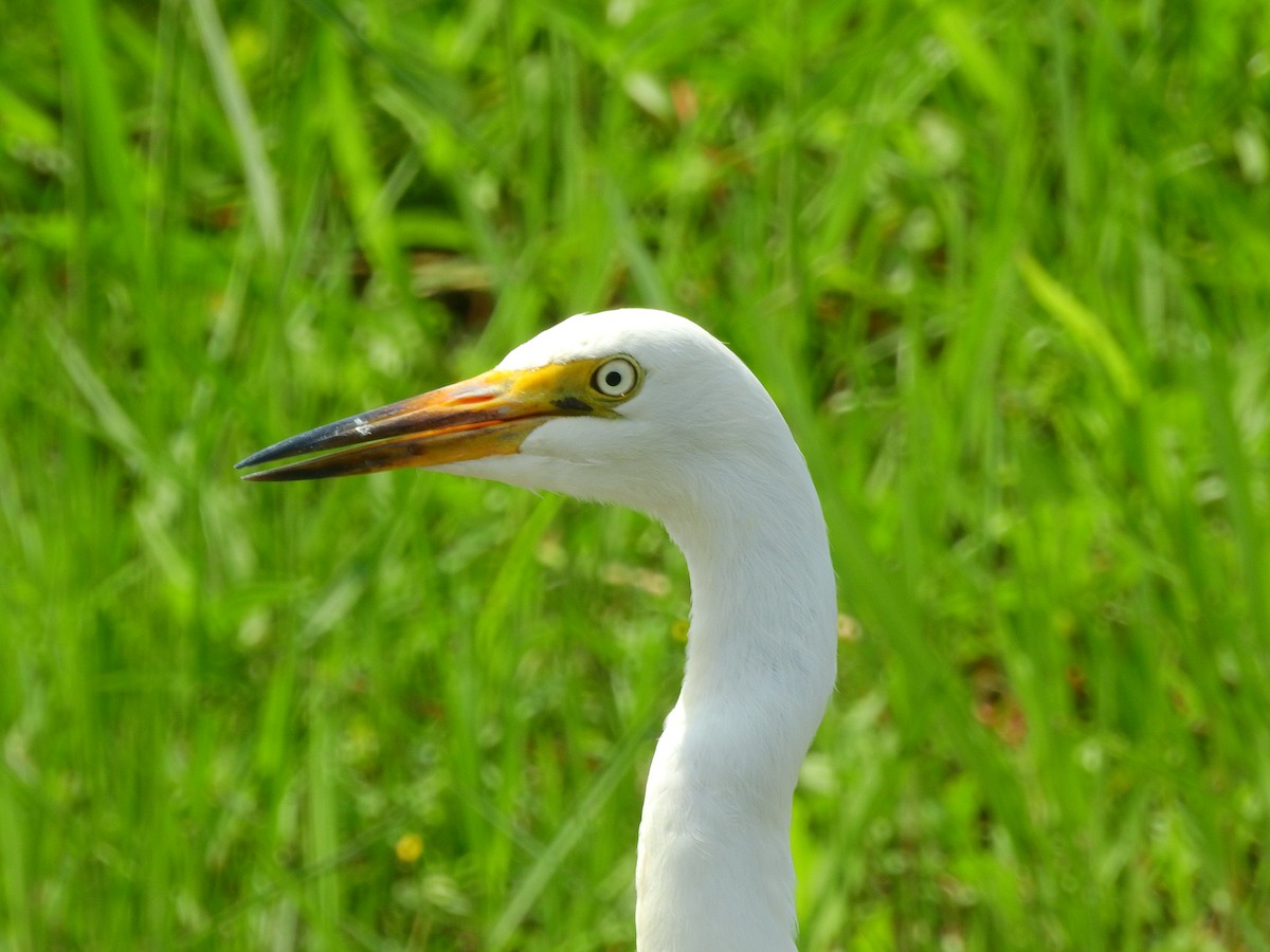 Medium Egret - ML242937851