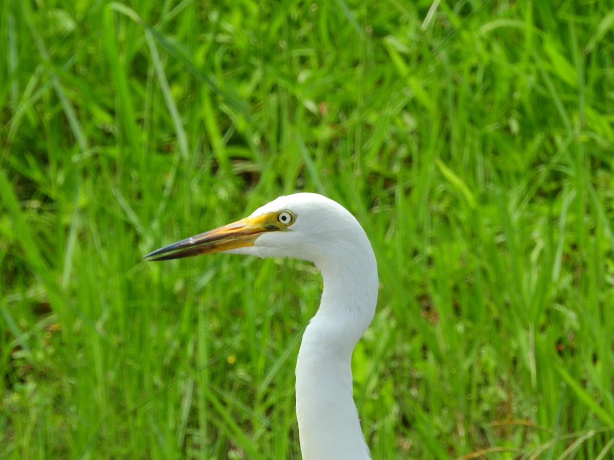 Medium Egret - ML242937881