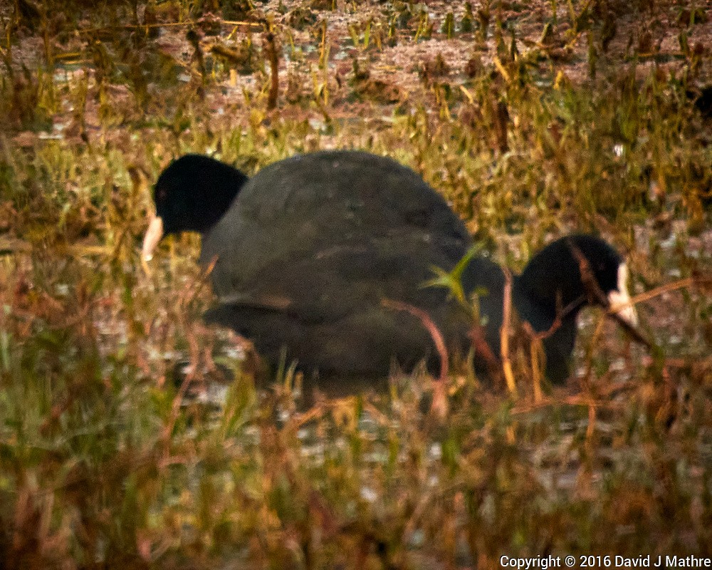 Eurasian Coot - David Mathre