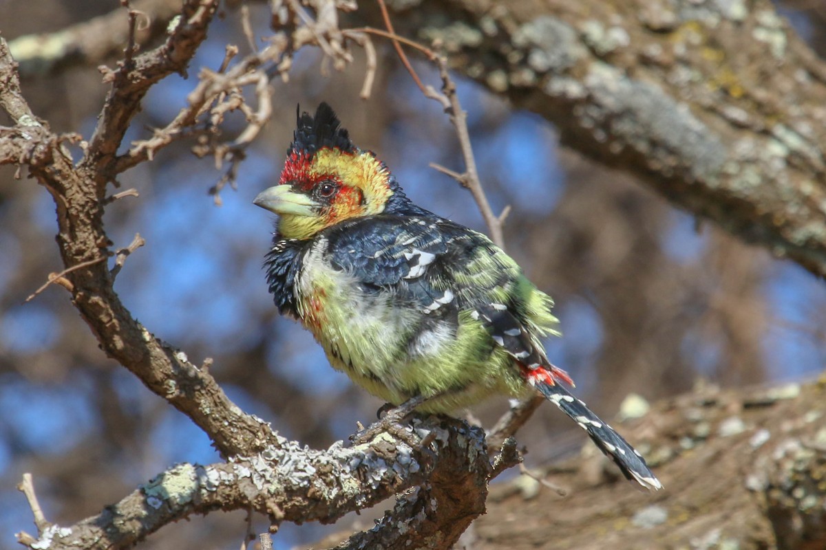 Crested Barbet - Allison Miller