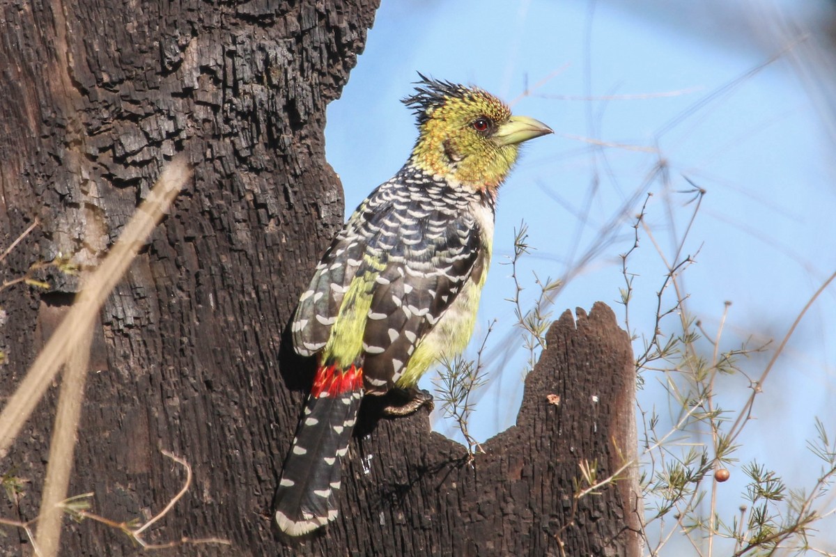 Tepeli Barbet - ML242939051