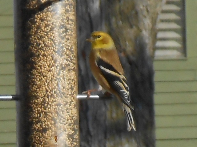 American Goldfinch - ML24293921