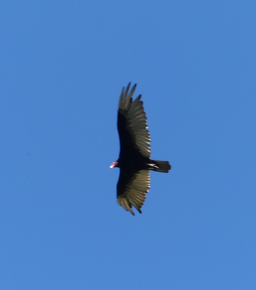 Turkey Vulture - ML242939591