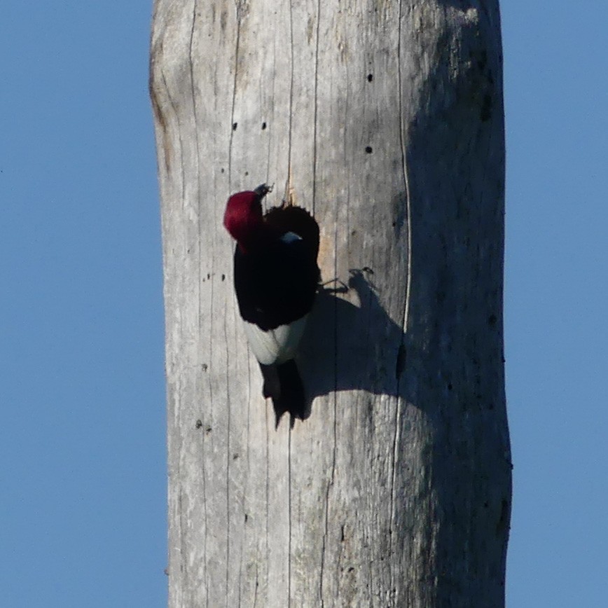 Red-headed Woodpecker - ML242939601