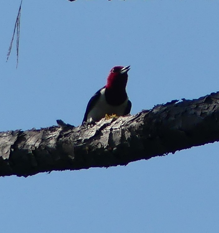 Red-headed Woodpecker - ML242939611