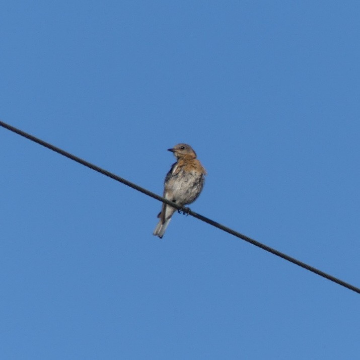 Eastern Bluebird - ML242939621