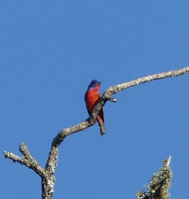 Painted Bunting - ML242939631