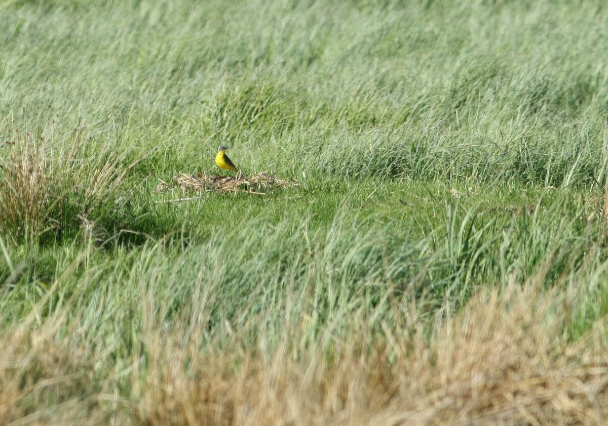 Western Yellow Wagtail - ML242940841