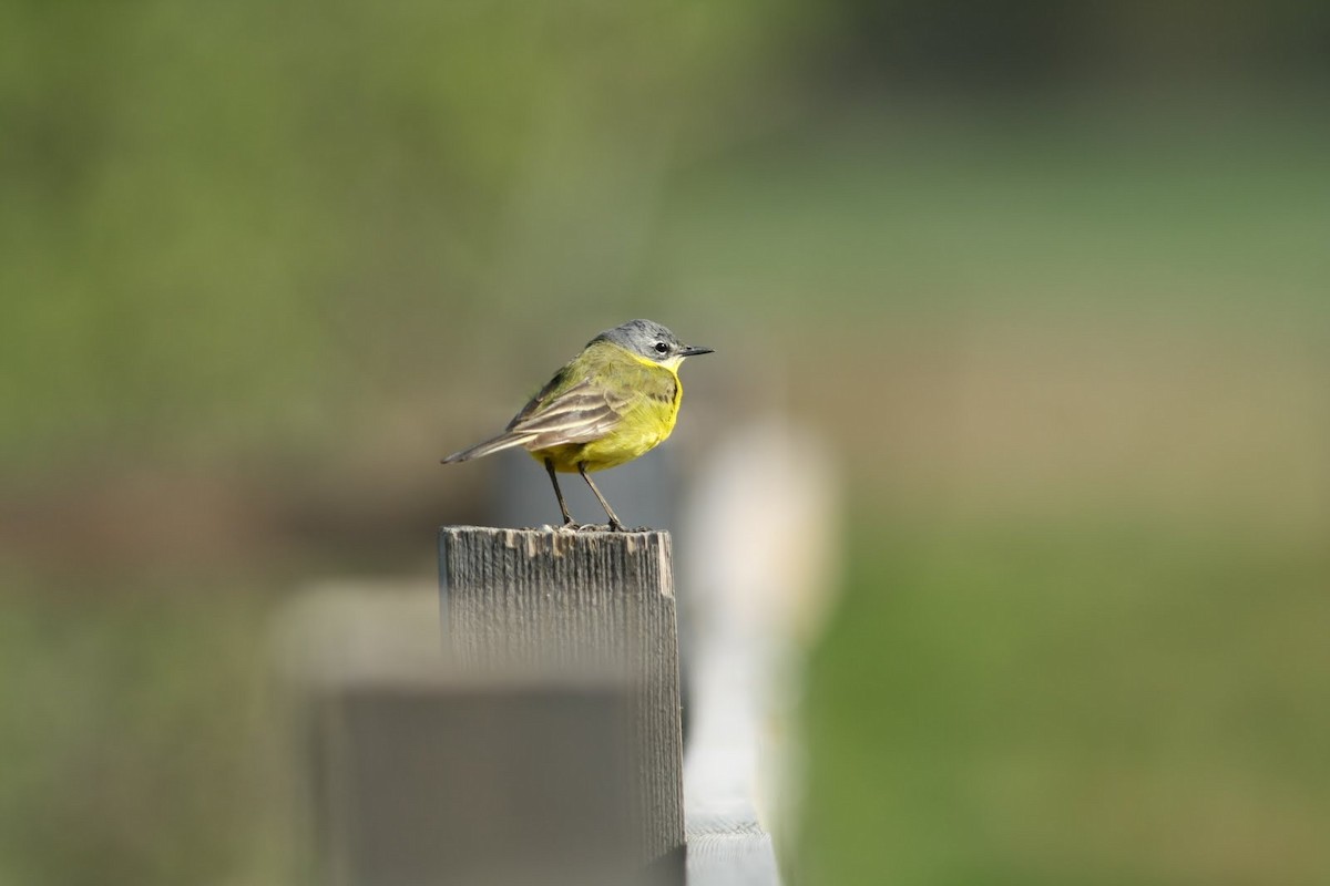 Western Yellow Wagtail - ML242940851