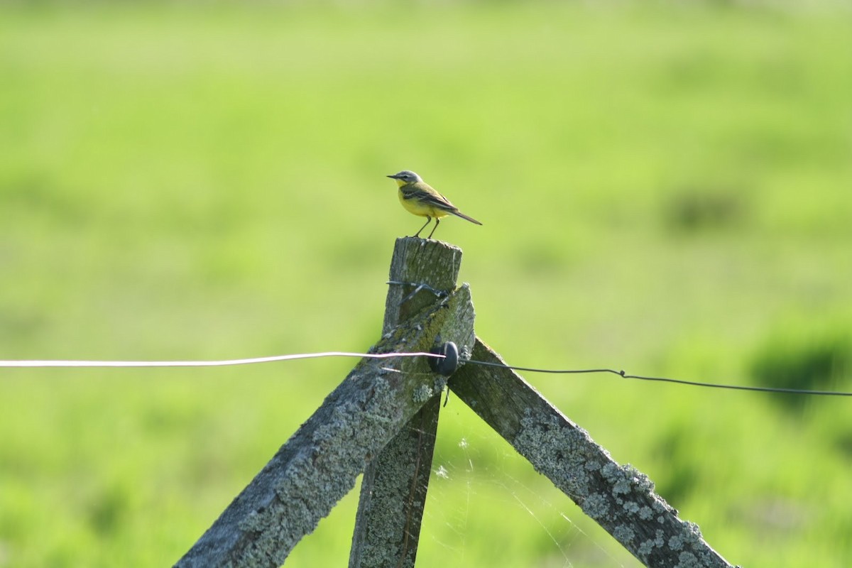 Western Yellow Wagtail - ML242940861