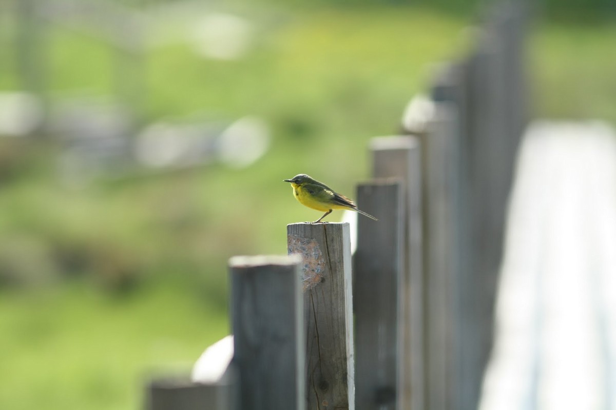 Western Yellow Wagtail - ML242940871