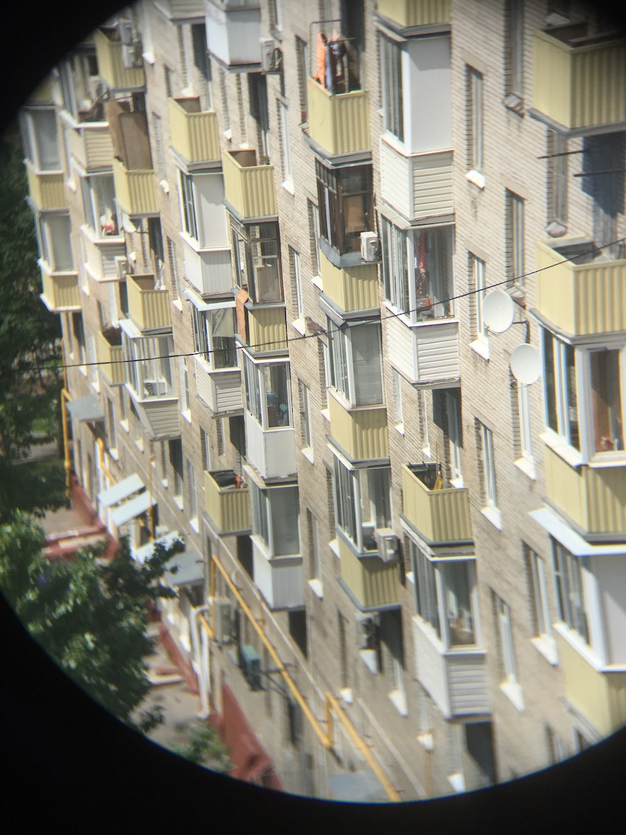 Fieldfare - ML242941751