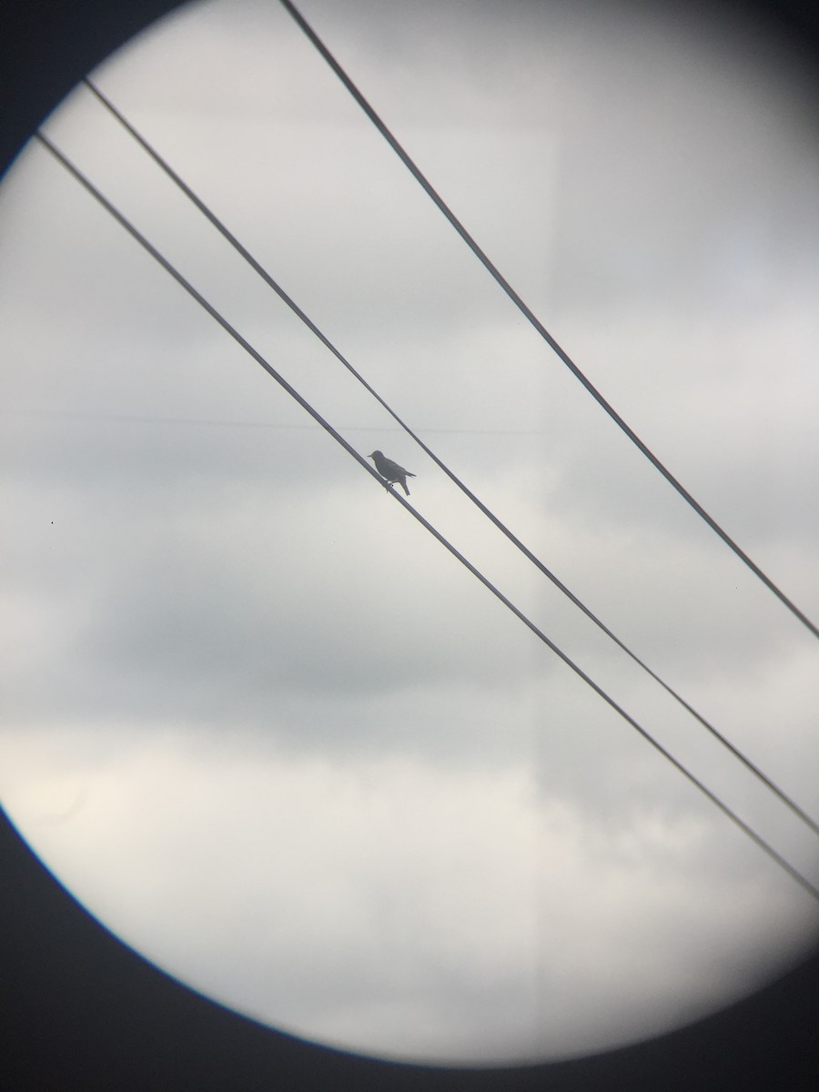 European Starling - ML242941801