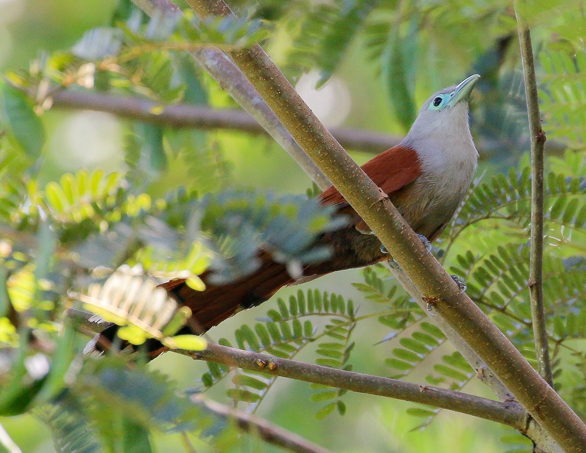 Raffles's Malkoha - ML242943361