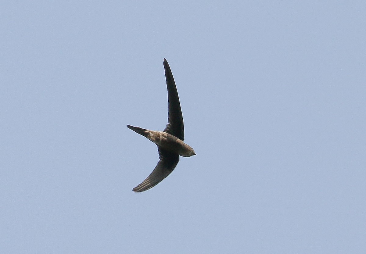 Asian Palm Swift - Neoh Hor Kee