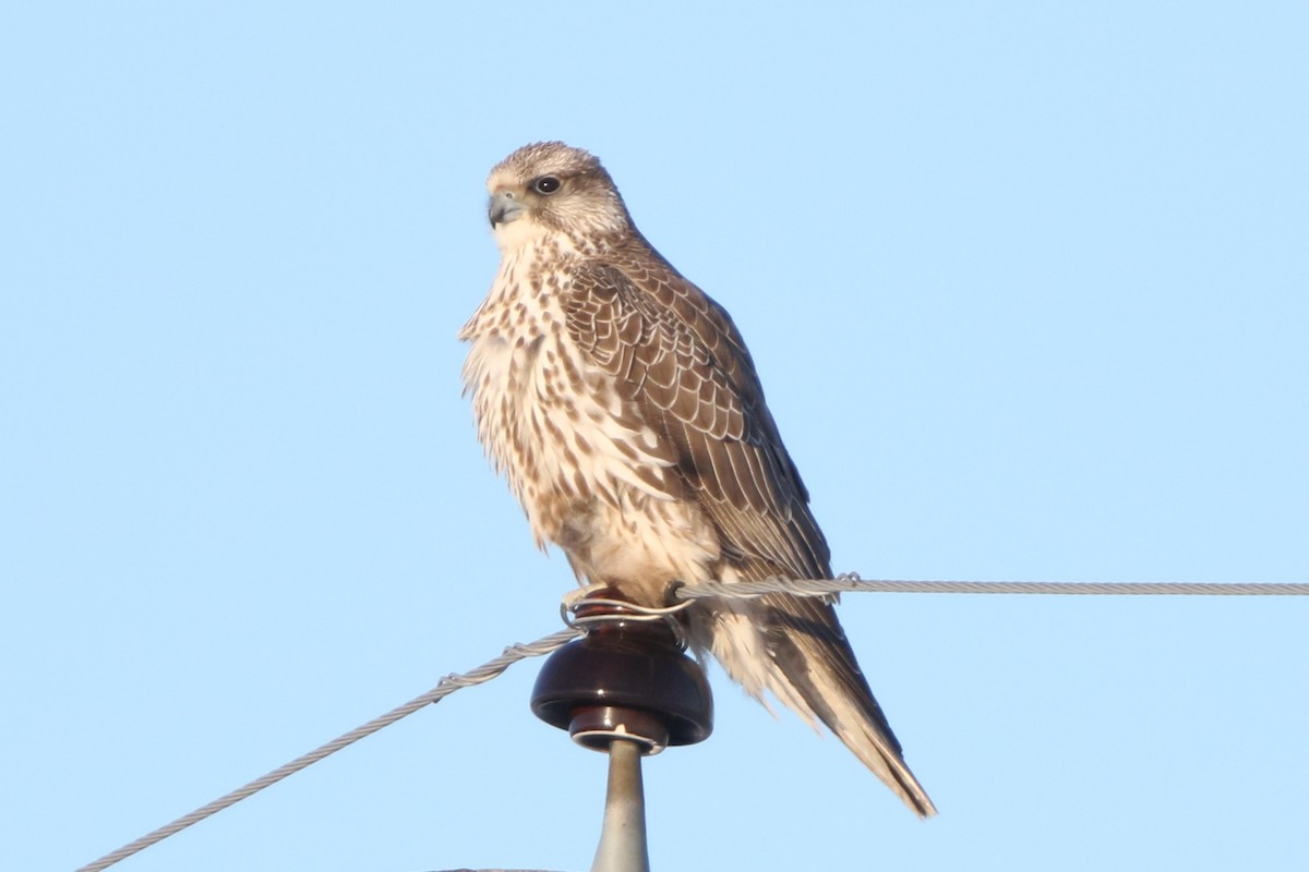 Gyrfalcon - Michael  Loyd