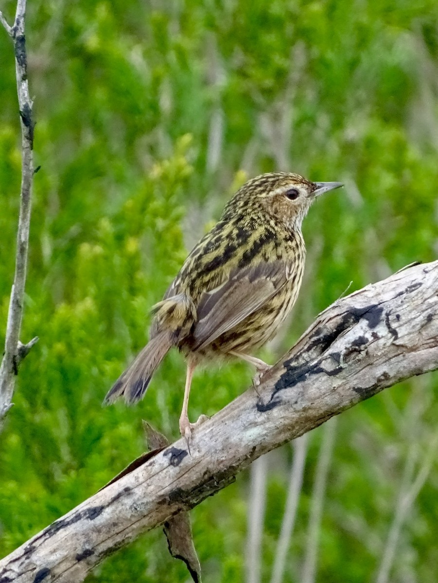 Striated Fieldwren - Neil Shelley